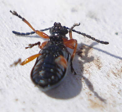 Image of Cereal leaf beetle