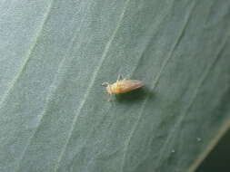 Image of Psyllid