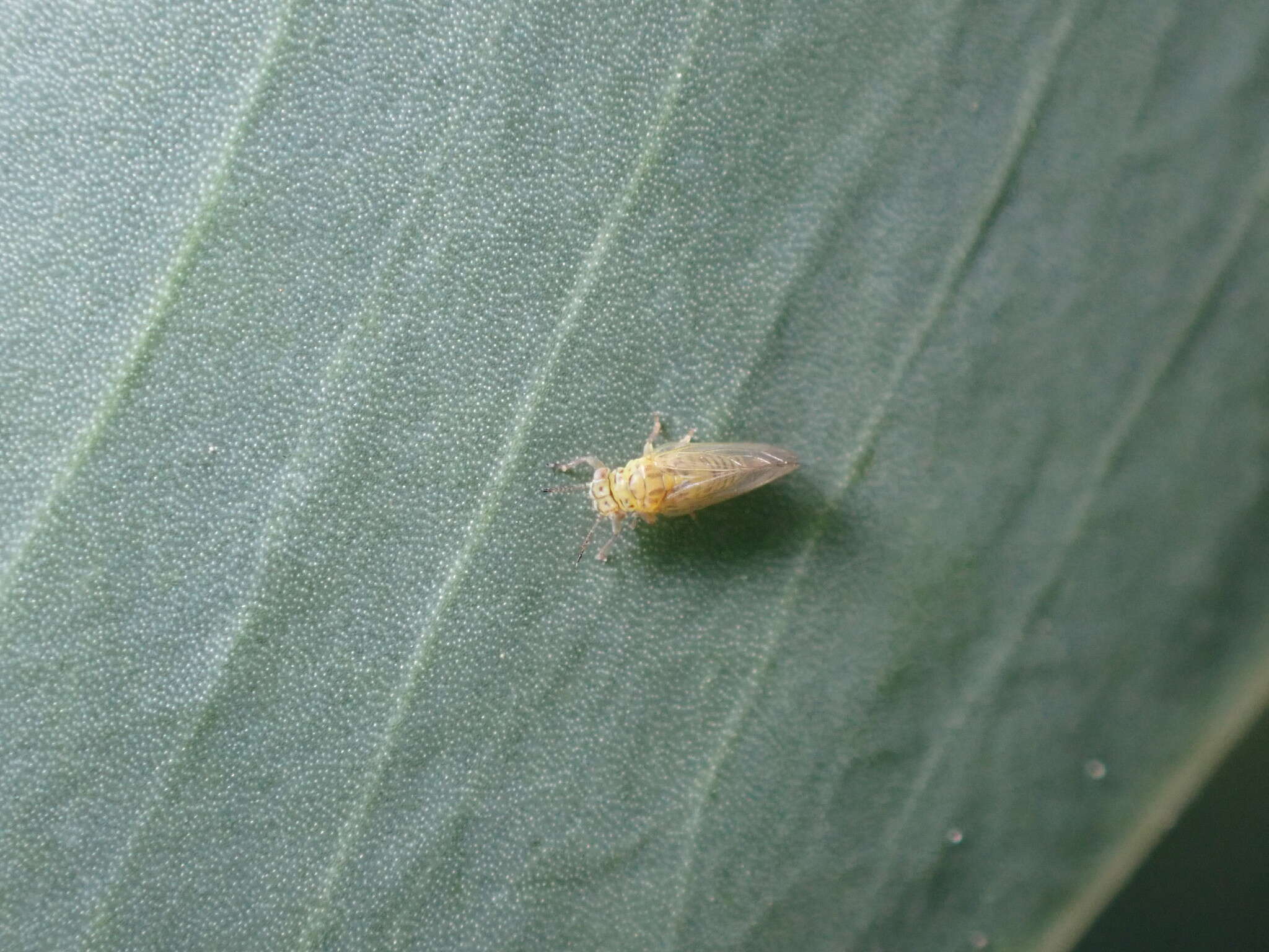 Image of Psyllid