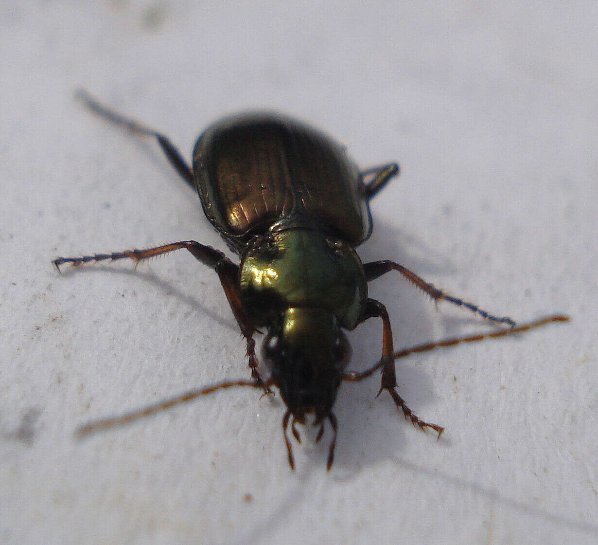 Agonum (Agonum) muelleri (Herbst 1784)的圖片