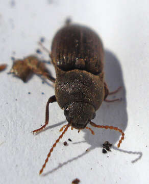 Image of Agriotes obscurus