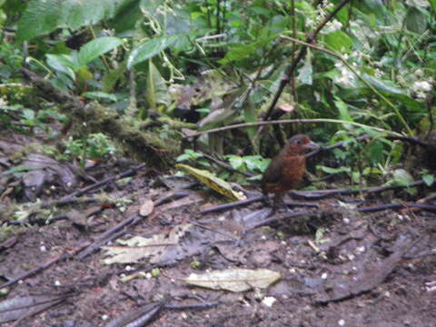 Image of Giant Antpitta