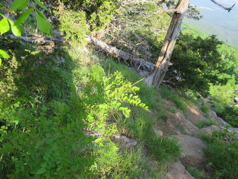 Image of Ouachita False Indigo