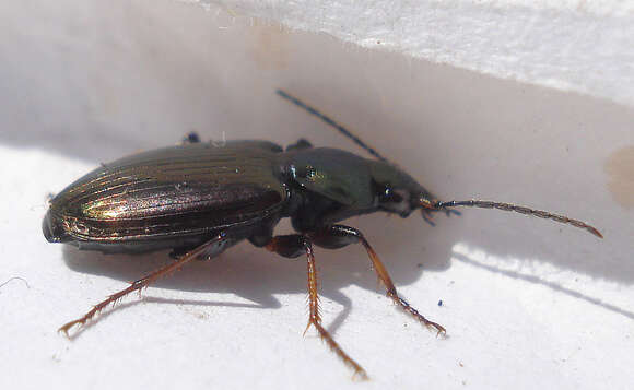 Image of Carabidae