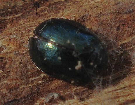 Image of willow leaf beetle