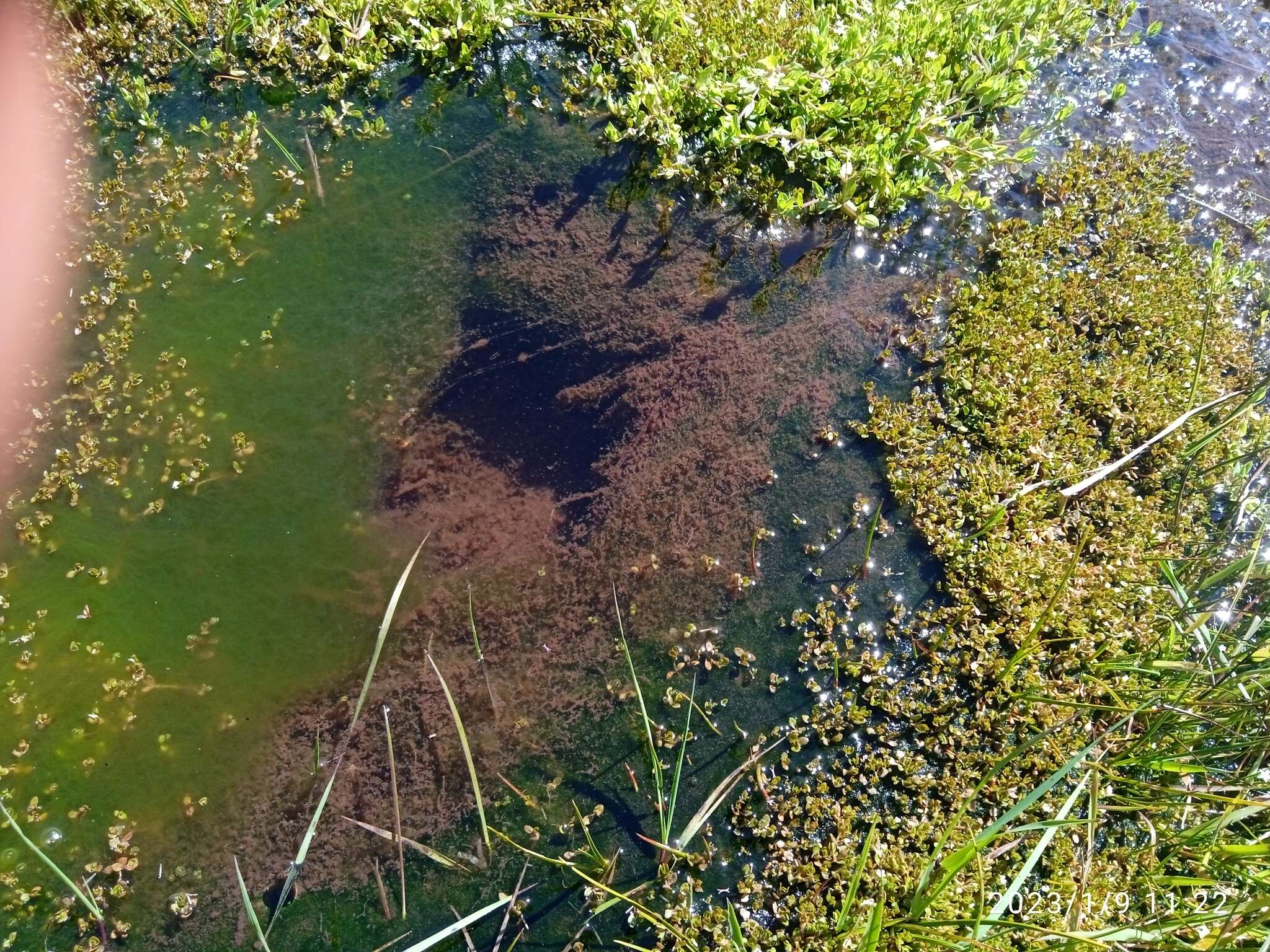 Imagem de Montia fontana subsp. fontana