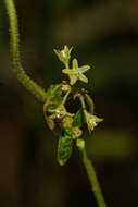 Image of Cynanchum schistoglossum Schltr.