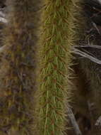 Image of snakecactus