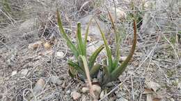 Image of Haworthiopsis longiana (Poelln.) G. D. Rowley