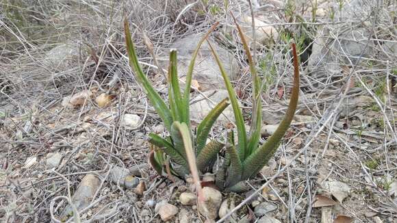 Plancia ëd Haworthiopsis longiana (Poelln.) G. D. Rowley