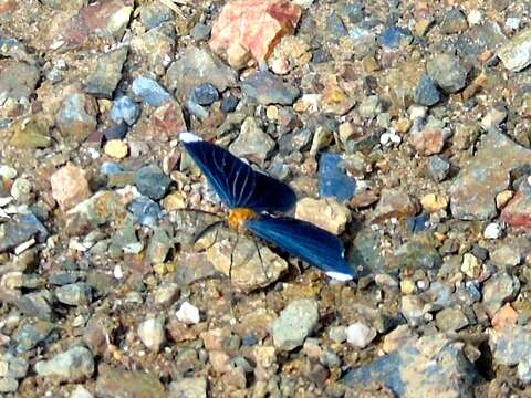 Image of White-tipped Black