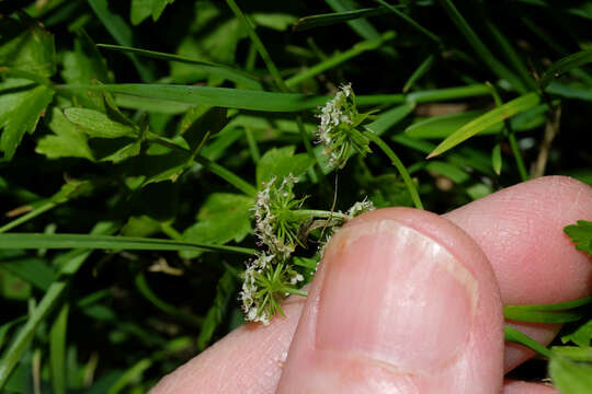 Image of Creeping marshwort