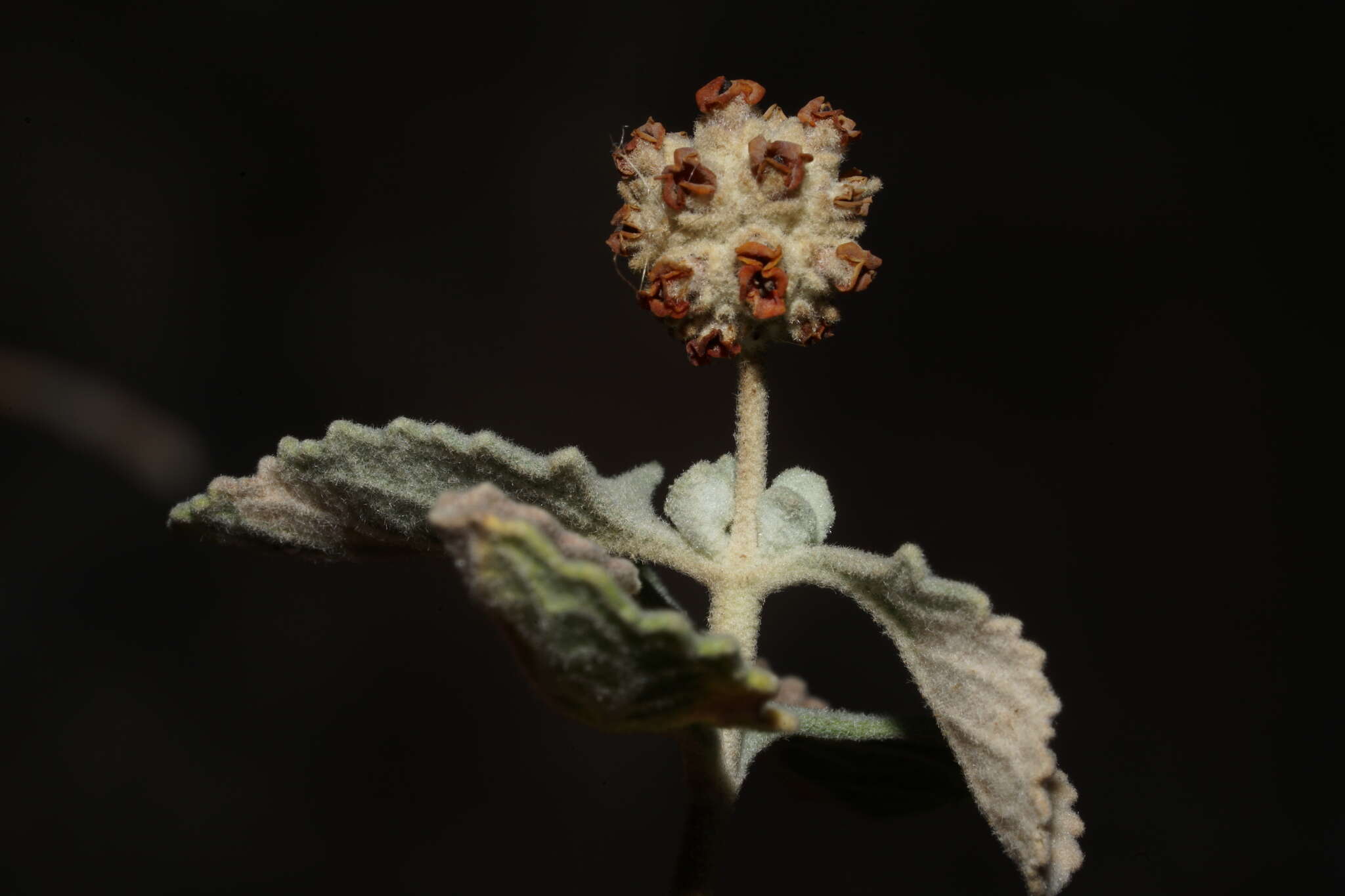 Image de Buddleja marrubiifolia Benth.