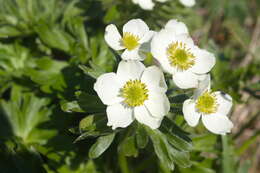 Imagem de Anemonastrum narcissiflorum subsp. villosissimum (DC.) A. Löve & D. Löve