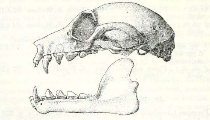 Image de Pteropus lombocensis Dobson 1878