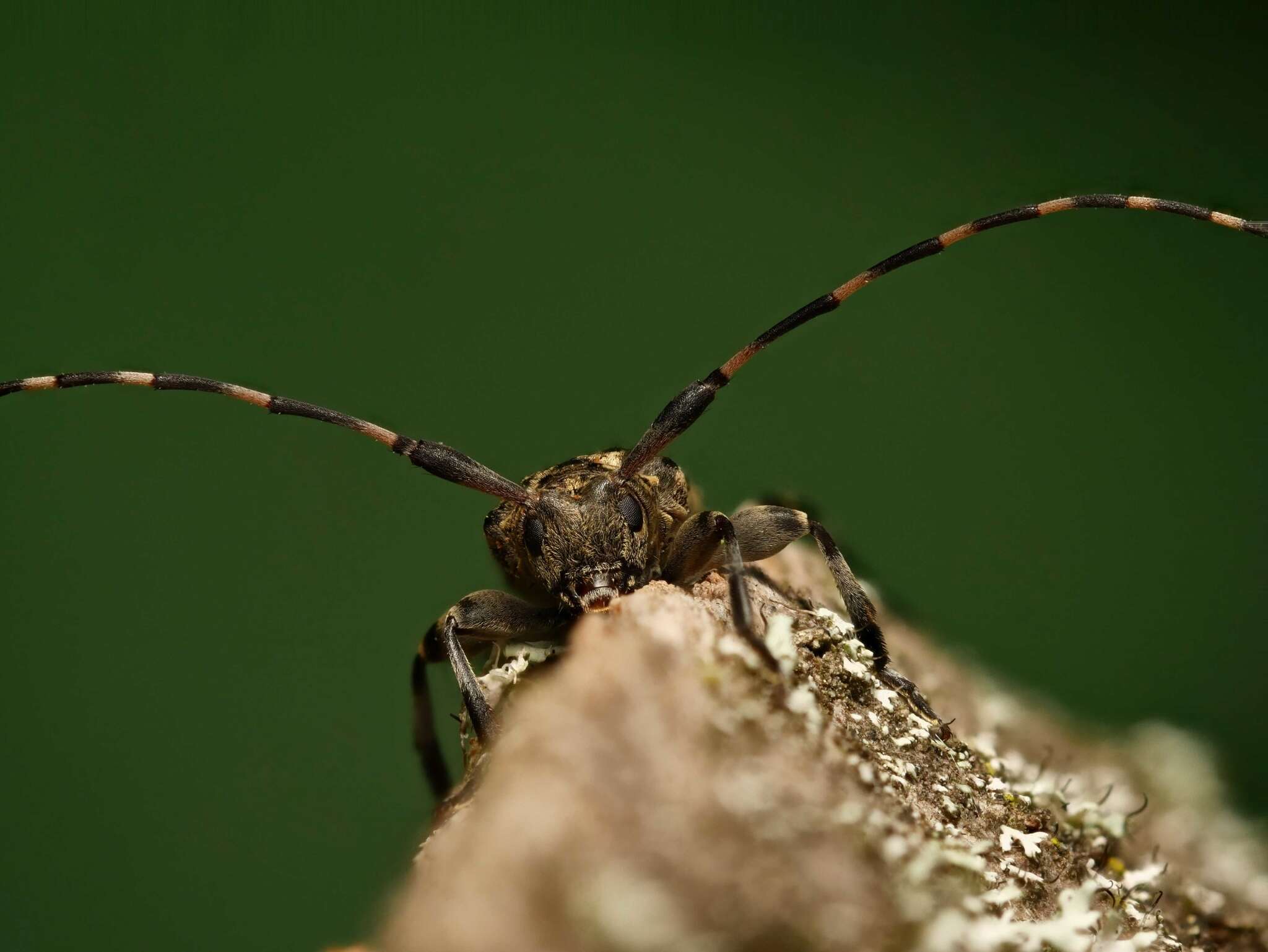 Image of Leiopus linnei Wallin, Nýlander & Kvamme 2009