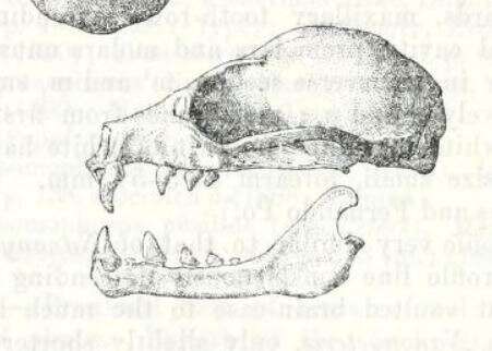 Imagem de Scotonycteris zenkeri Matschie 1894