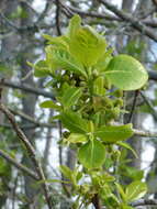 Image of Ogeechee tupelo