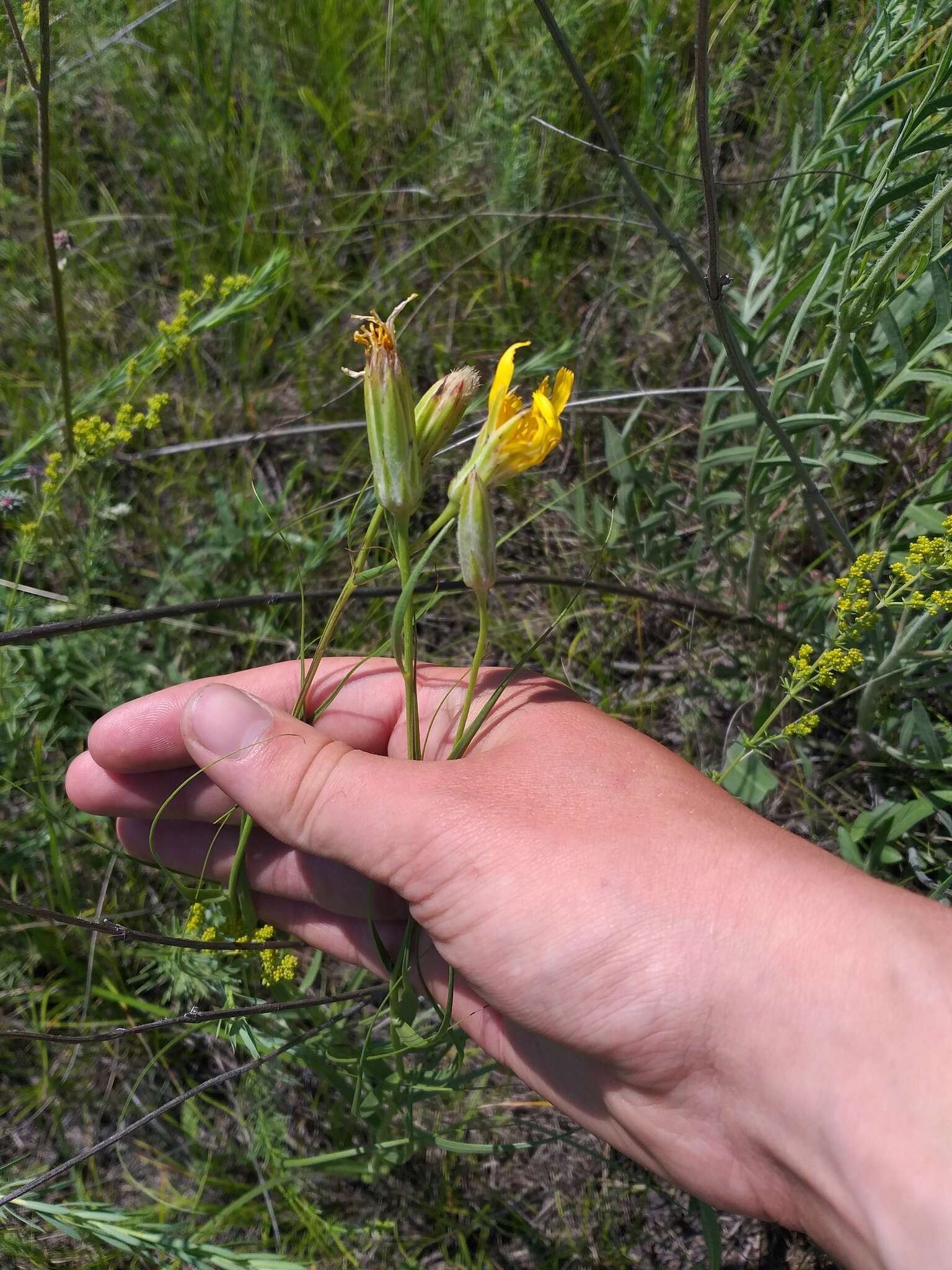 Plancia ëd Gelasia ensifolia