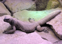 Uromastyx aegyptia (Forskal 1775)的圖片