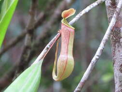 Слика од Nepenthes distillatoria L.