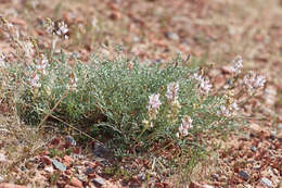 Sivun Astragalus flavus Nutt. ex Torr. & A. Gray kuva