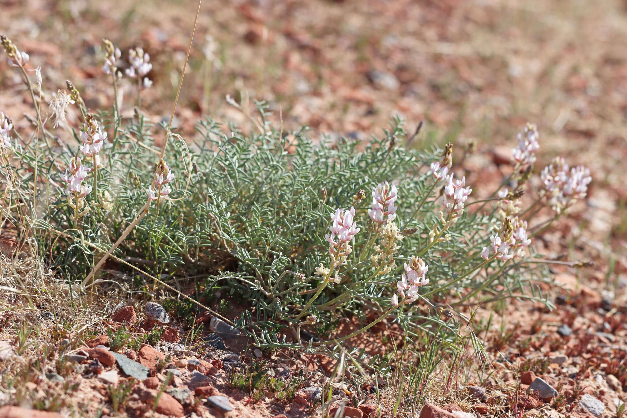 Sivun Astragalus flavus Nutt. ex Torr. & A. Gray kuva