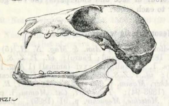 Image of Melonycteris subgen. Nesonycteris Thomas 1887
