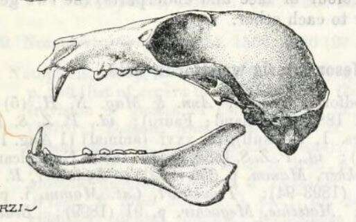 Plancia ëd Melonycteris woodfordi (Thomas 1887)