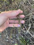 Image of Boronia capitata Benth.