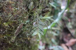 Image de Gastrochilus fuscopunctatus (Hayata) Hayata