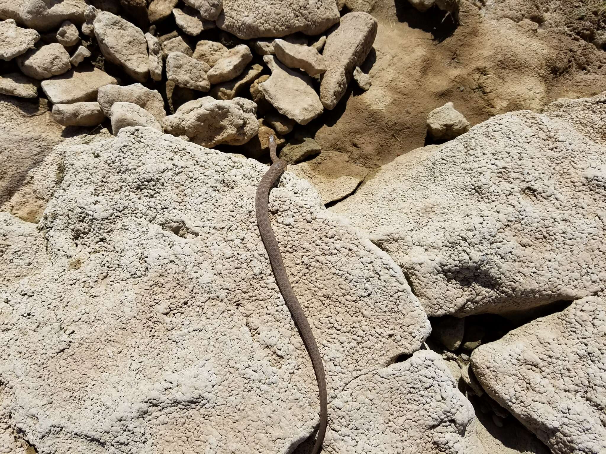 Image of Brazos Water Snake