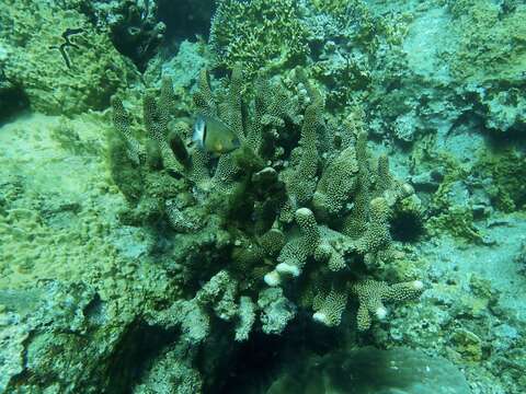 Image of Robust cactus coral