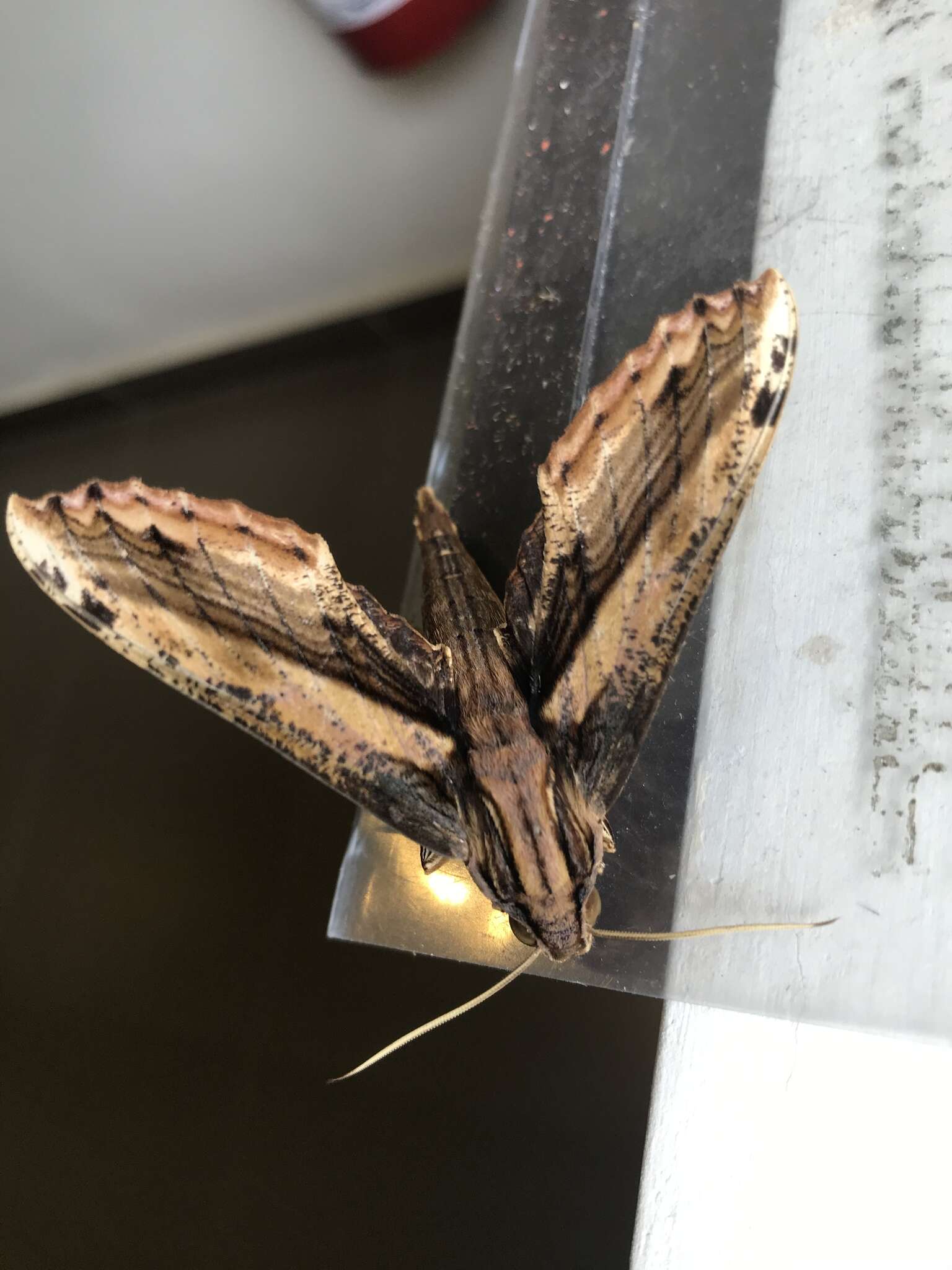 Image de Xylophanes guianensis (Rothschild 1894)