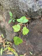 Image of three-toothed maple