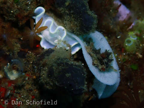 Image of Glossodoris buko Matsuda & Gosliner 2018