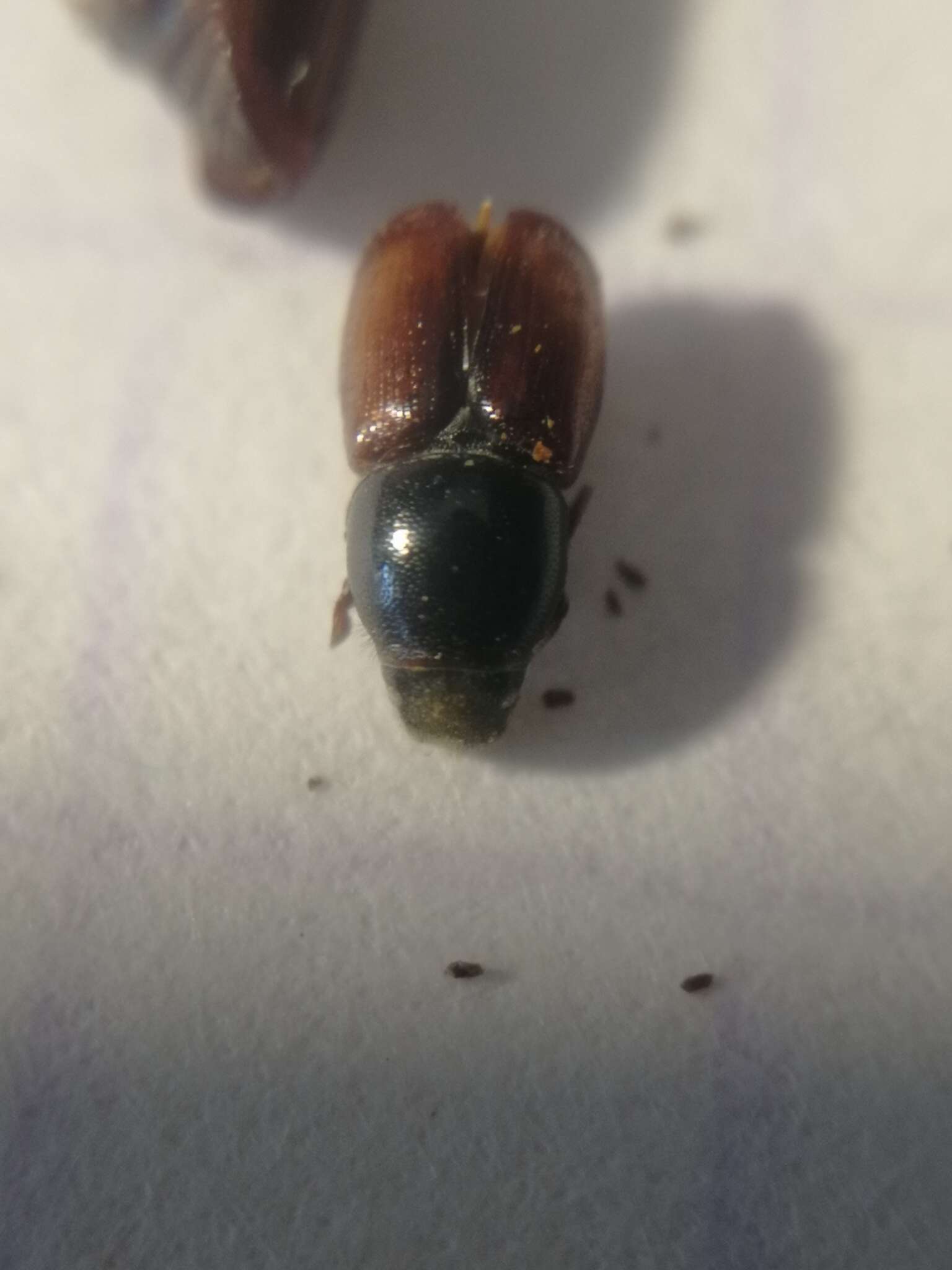 Image of Elm bark beetle