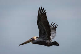 Image of Brown Pelican