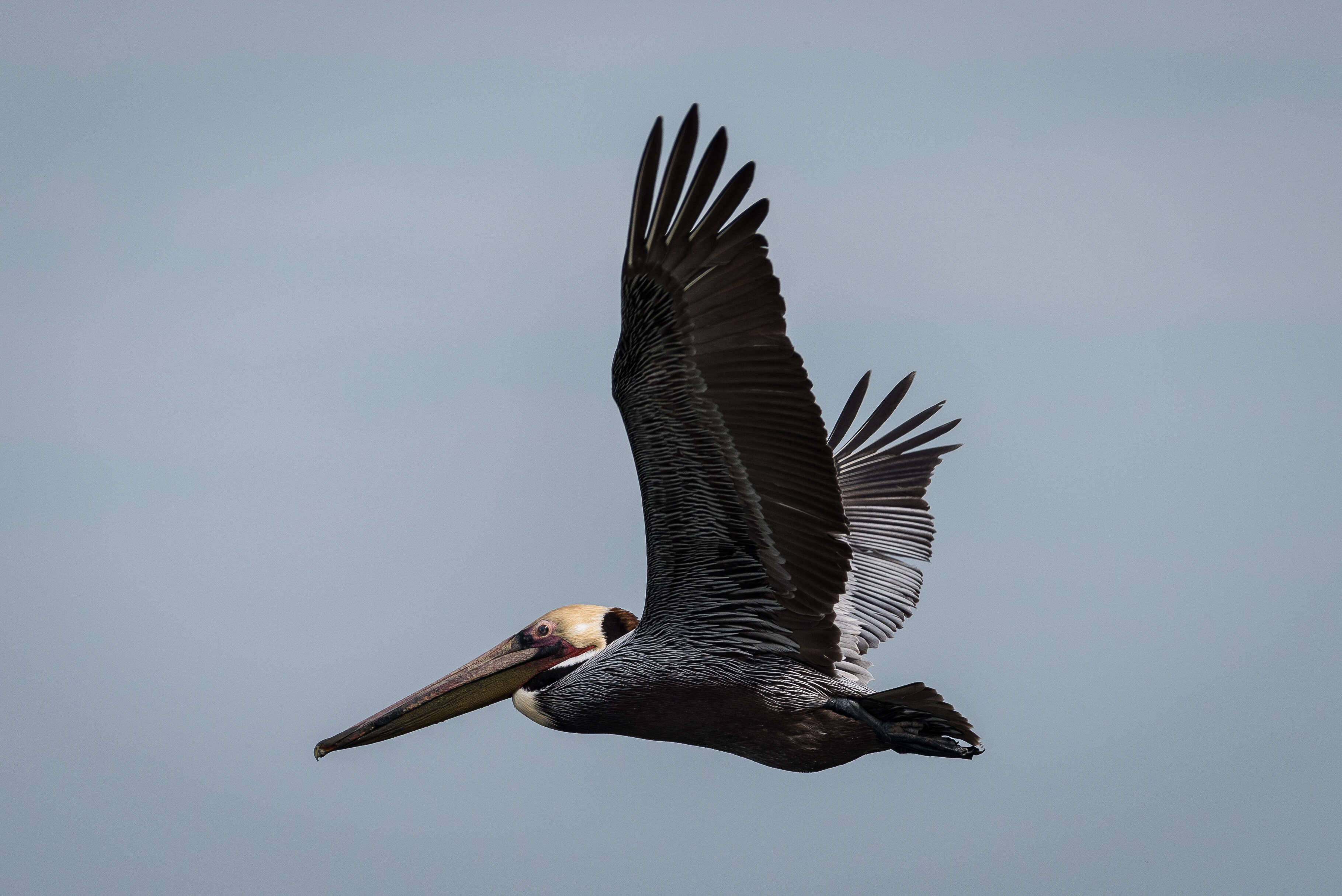 Image of Brown Pelican