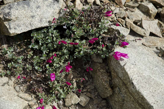 Image of cliff beardtongue