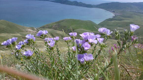 Imagem de Linum hirsutum L.