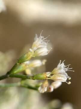 Image of spreading buckwheat