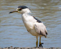 Image of Night Herons