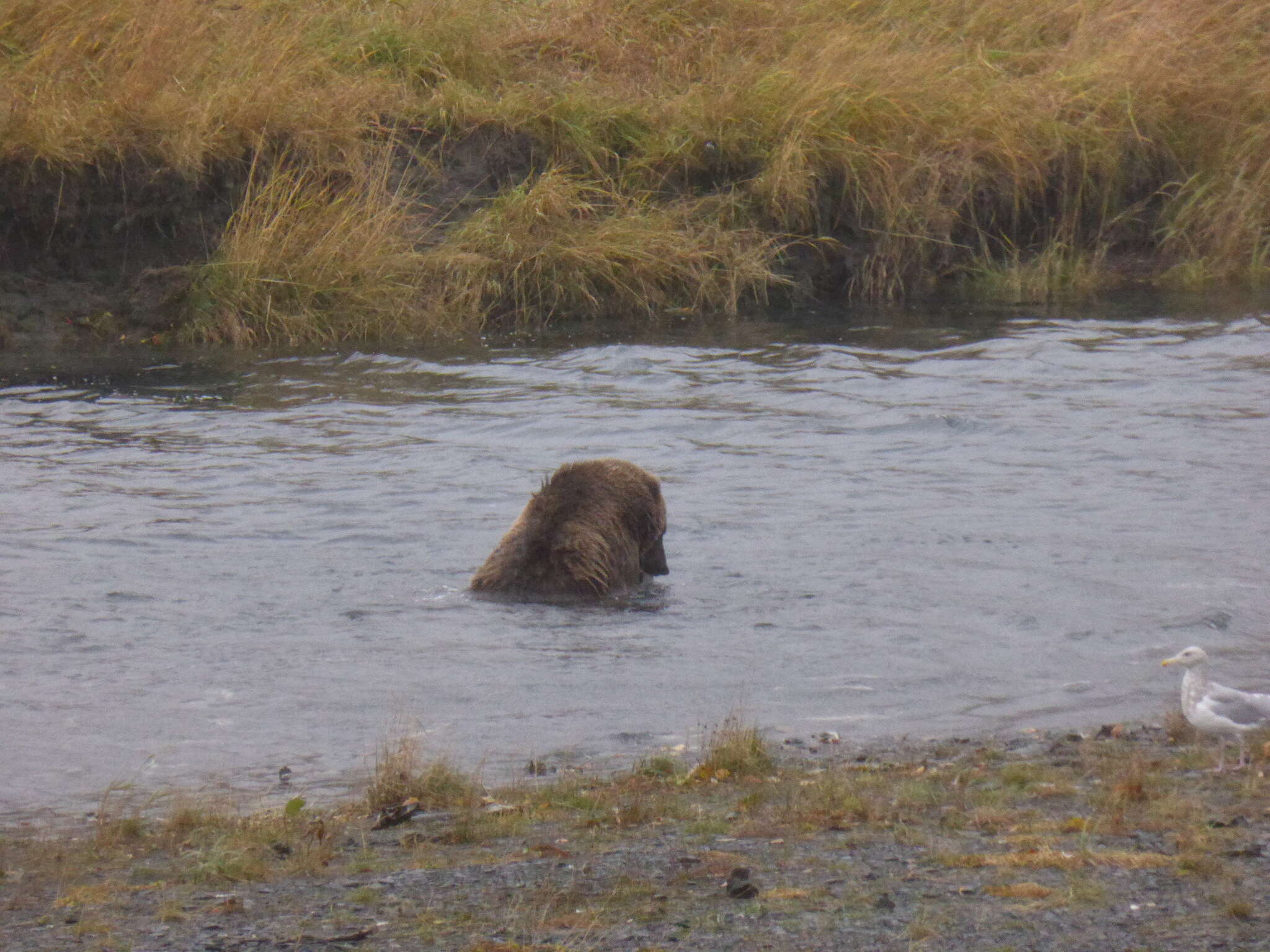 Image of Ursus arctos middendorffi Merriam 1896