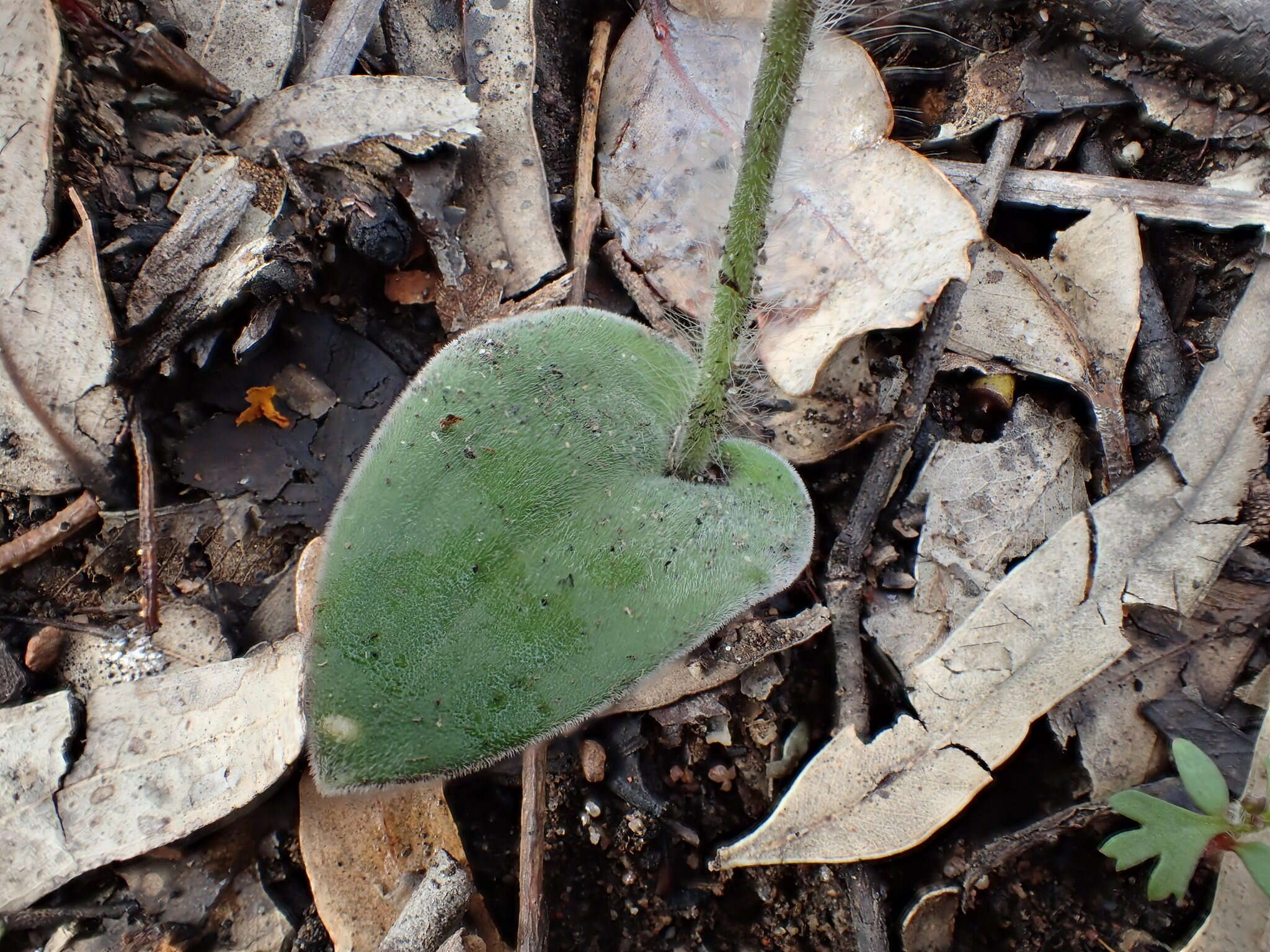 Caladenia sericea Lindl.的圖片