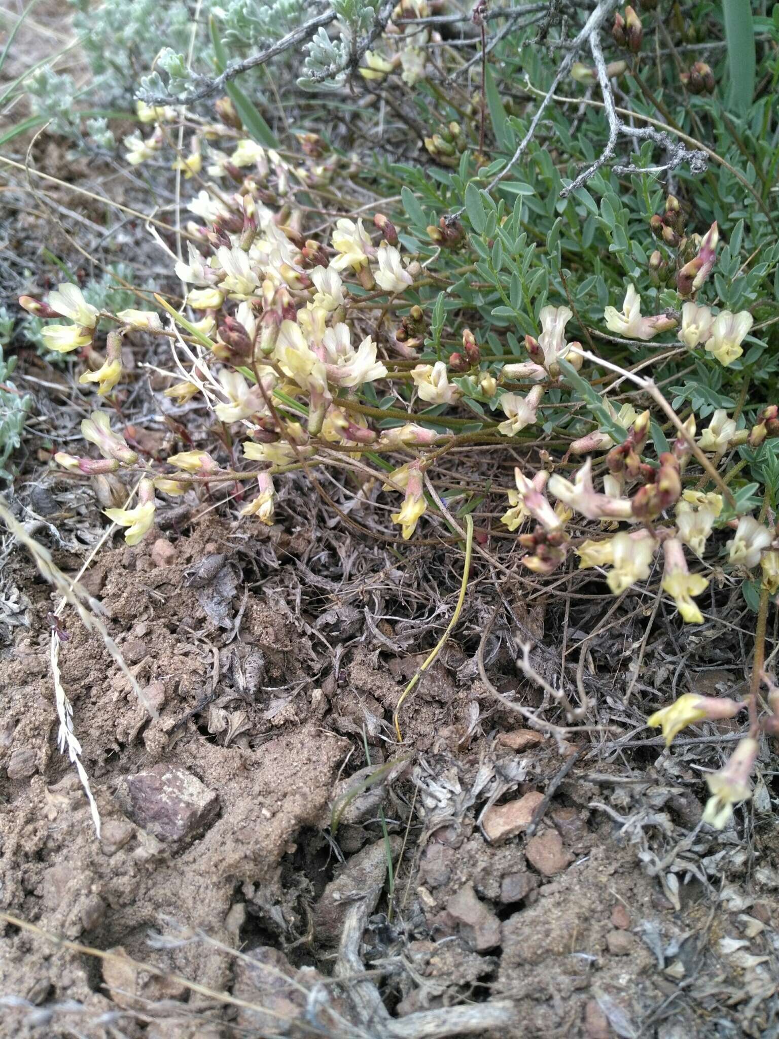 Sivun Astragalus obscurus S. Wats. kuva