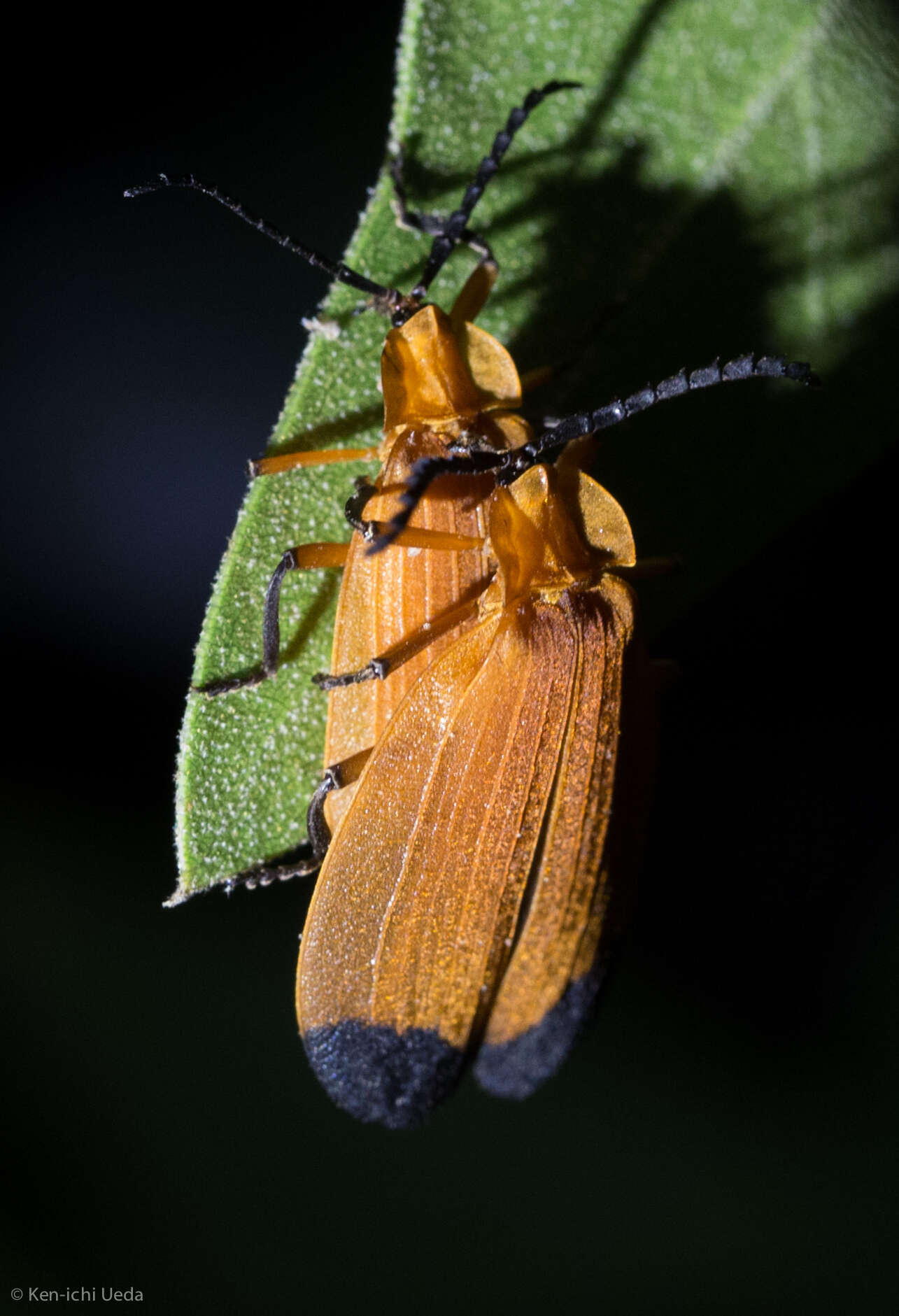 Image of Lycus arizonensis Green 1949