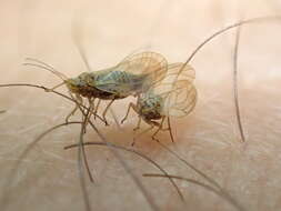 Image of Psyllid