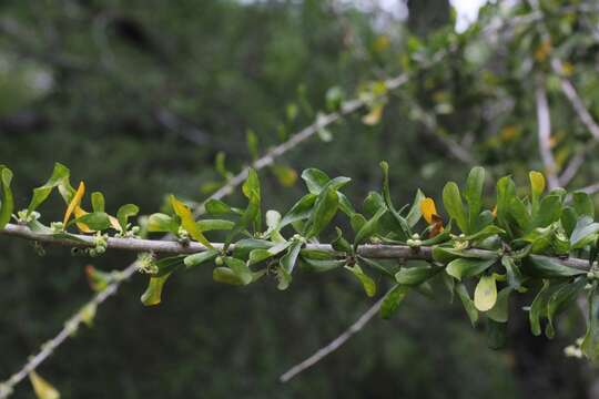 Image of Vasey's wild lime