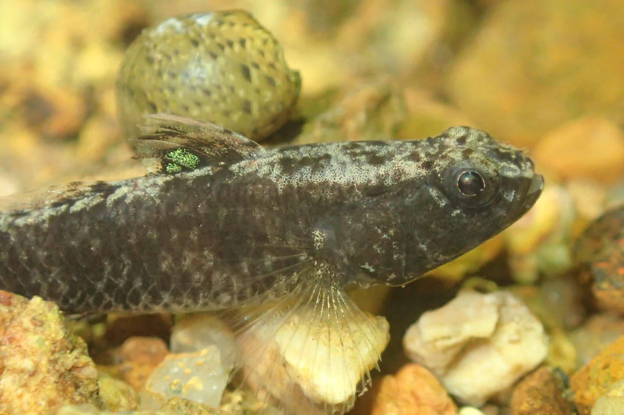 Image of Bigmouth Goby